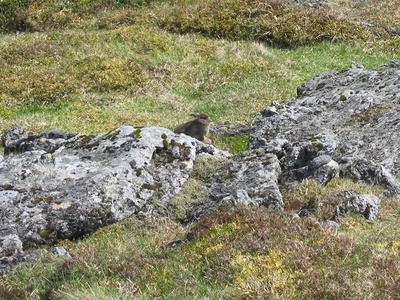 Irish Hare
