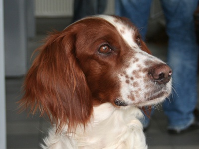 Irish Red and White Setter