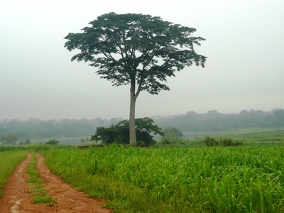 Iroko
