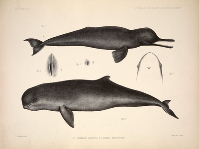 Irrawaddy dolphin