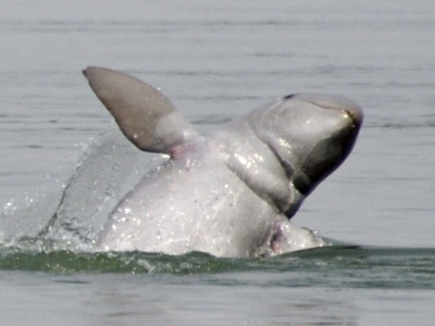 Irrawaddy dolphin
