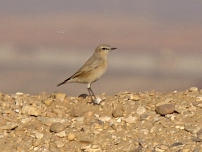 Isabelline Wheatear