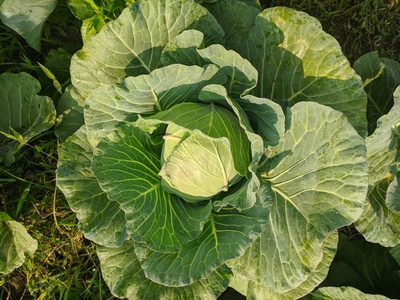 Island Cabbage