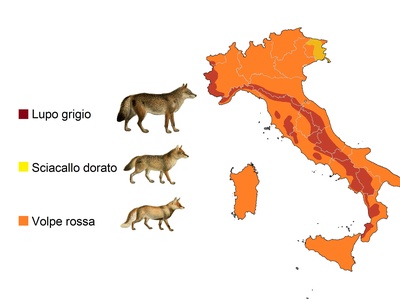 Italian Wolf