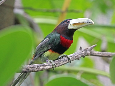 Ivory-billed Aracari