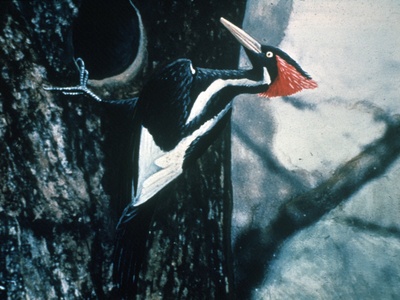 Ivory-billed Woodpecker