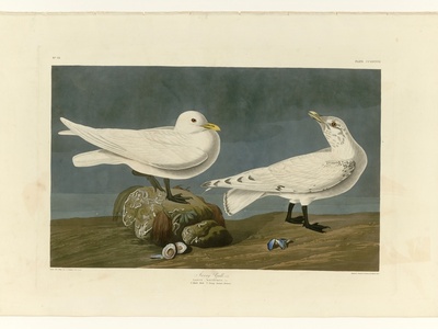 Ivory Gull