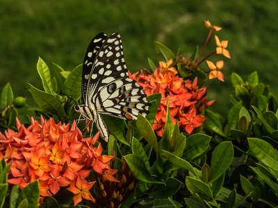 Ixora
