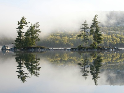 Jack Pine