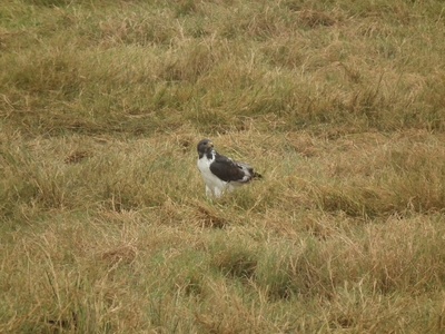 Jackal Buzzard