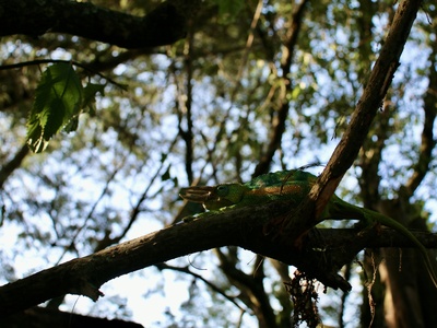 Jackson's Chameleon