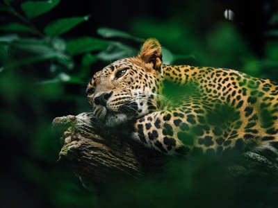 Jaguar