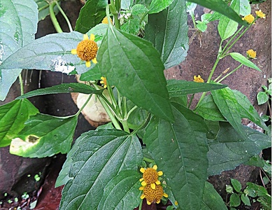 Jambu