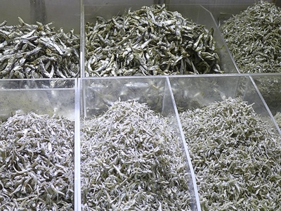 Japanese anchovy