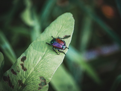 Japanese beetle