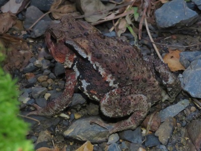 Japanese Common Toad