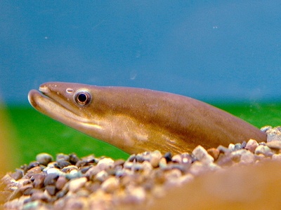 Japanese eel