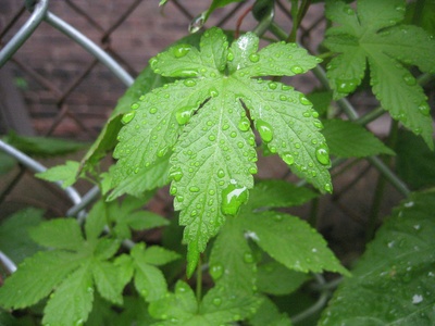 Japanese Hops