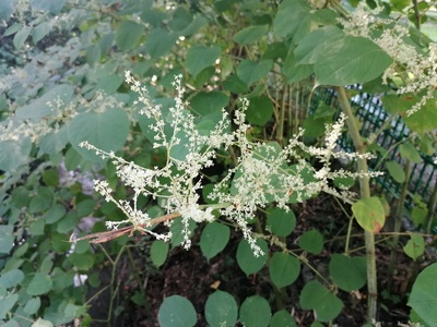 Japanese knotweed