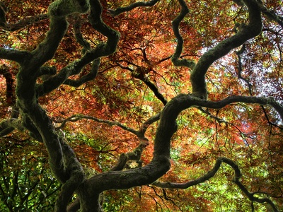 Japanese Maple