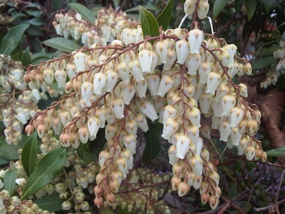 Japanese Pieris