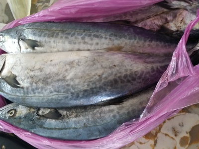 Japanese Spanish mackerel
