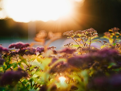 Japanese Spirea