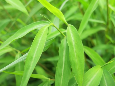 Japanese Stiltgrass