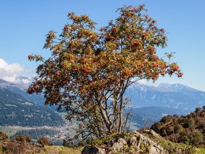 Jarabina
