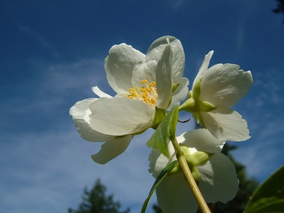 Jasmine