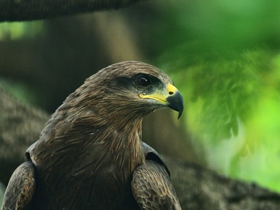 Javan Hawk-Eagle