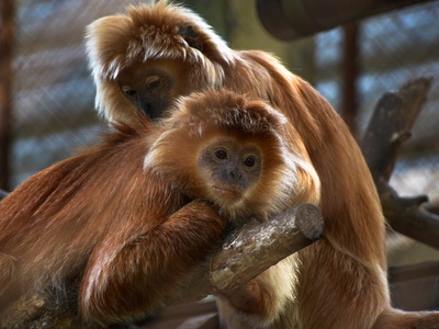 Javan Langur