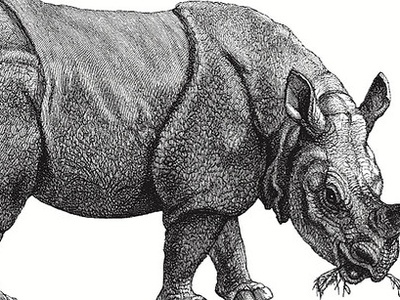 Javan Rhinoceros