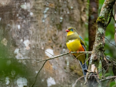 Javan Trogon