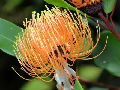 Jellyfish Tree