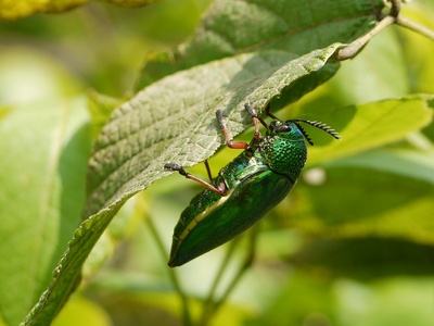 Jewel Beetle