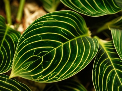 Jewel Orchid