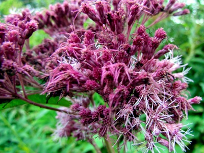 Joe-Pye Weed