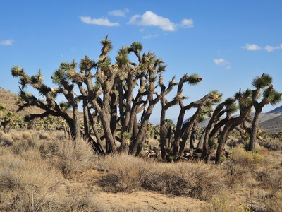 Joshua tree