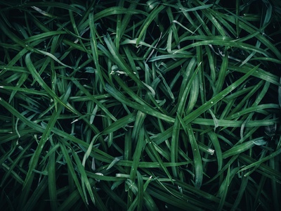 Jubata grass