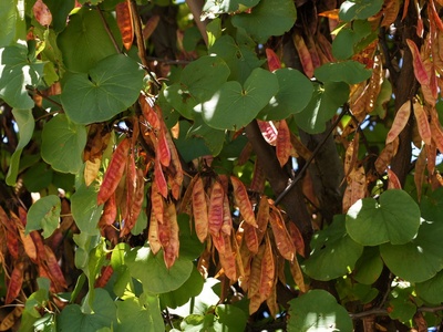 Judas Tree