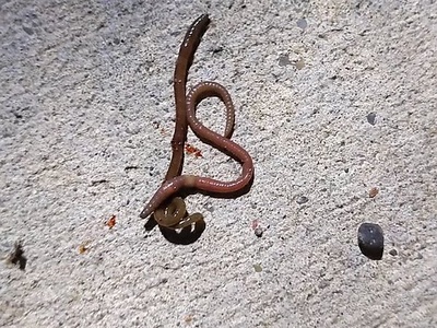 Jumping Worms