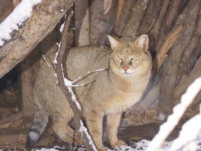 Jungle Cat