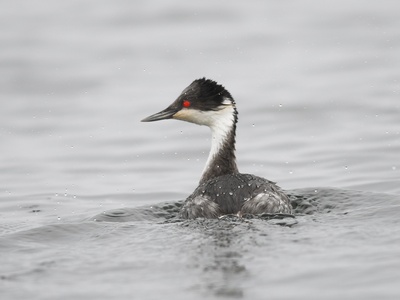 Junin Grebe
