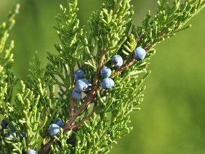 Juniper