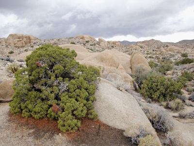 Juniper