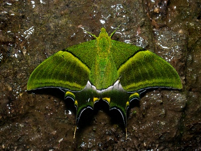 Kaiser-i-Hind