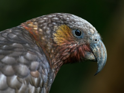 Kākā