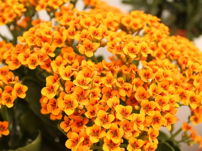 Kalanchoe
