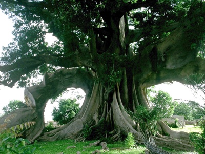 Kapok Tree